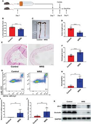 Glucocorticoid induced group 2 innate lymphoid cell overactivation exacerbates experimental colitis